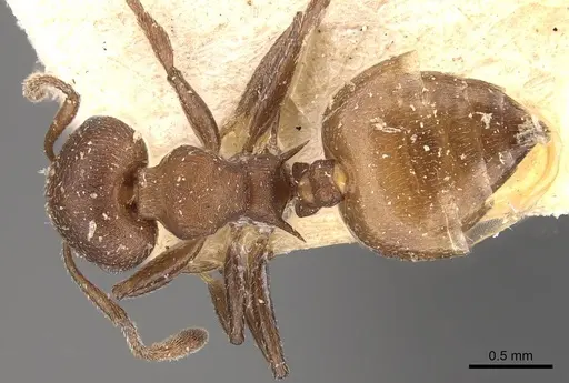 Crematogaster castanea - CASENT0908508