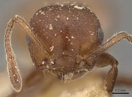 Crematogaster castanea - CASENT0908508