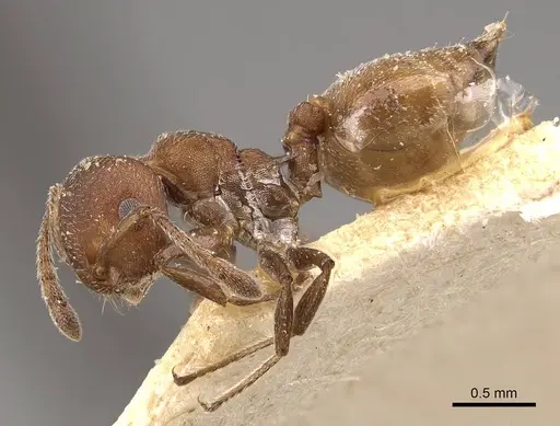 Crematogaster castanea - CASENT0908508