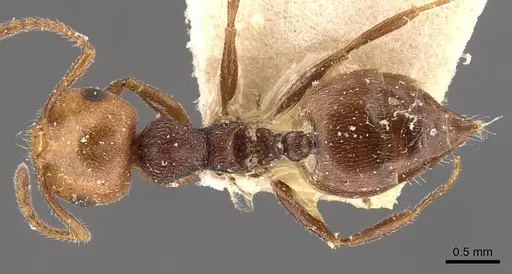 Crematogaster castanea - CASENT0908509