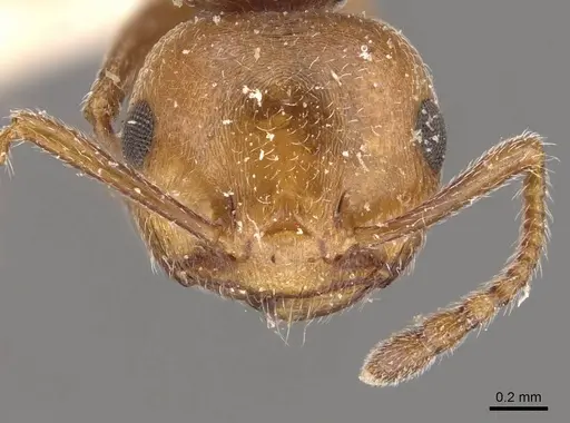 Crematogaster castanea - CASENT0908509