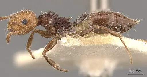 Crematogaster castanea - CASENT0908509