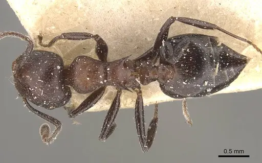 Crematogaster castanea - CASENT0908510