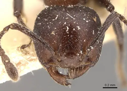 Crematogaster castanea - CASENT0908510