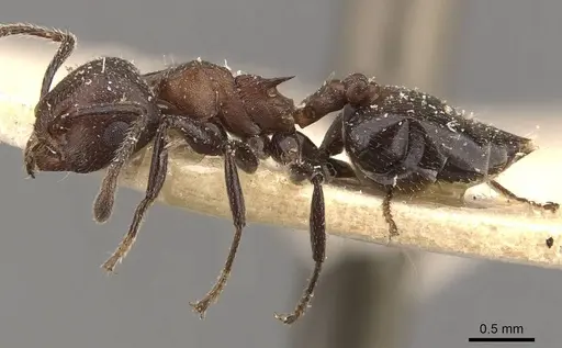 Crematogaster castanea - CASENT0908510