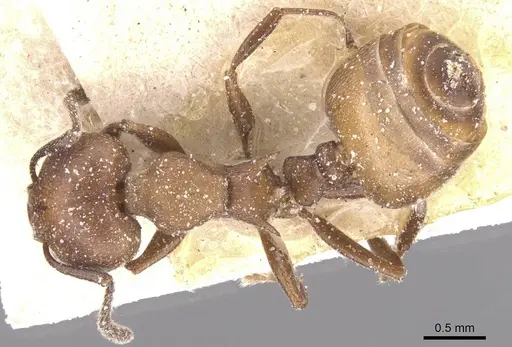 Crematogaster castanea - CASENT0912647