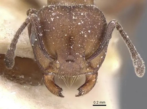 Crematogaster castanea - CASENT0912647