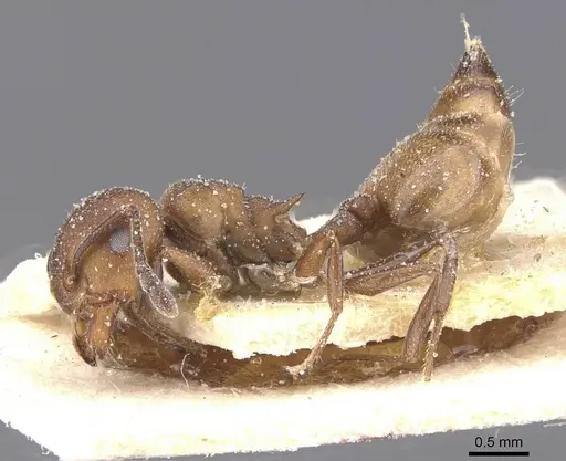 Crematogaster castanea - CASENT0912647