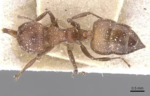 Crematogaster castanea - CASENT0912648