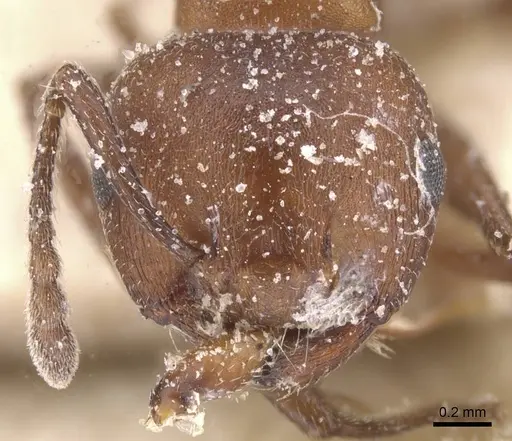Crematogaster castanea - CASENT0912648
