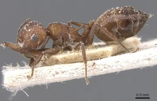 Crematogaster castanea - CASENT0912648
