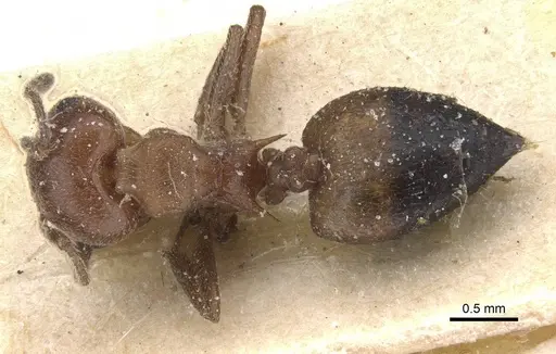 Crematogaster castanea - CASENT0912649