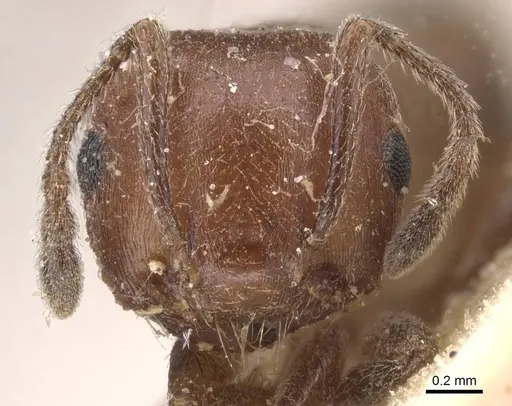 Crematogaster castanea - CASENT0912649