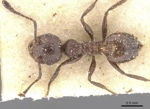 Crematogaster castanea - CASENT0912650
