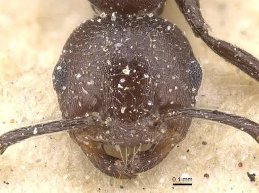 Crematogaster castanea - CASENT0912650