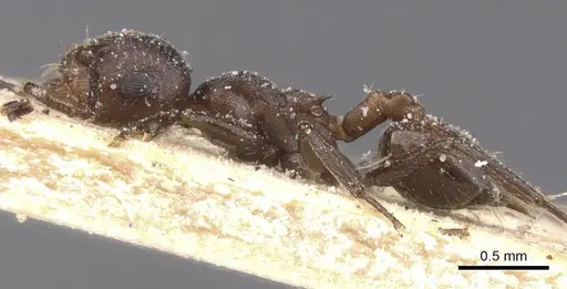 Crematogaster castanea - CASENT0912650