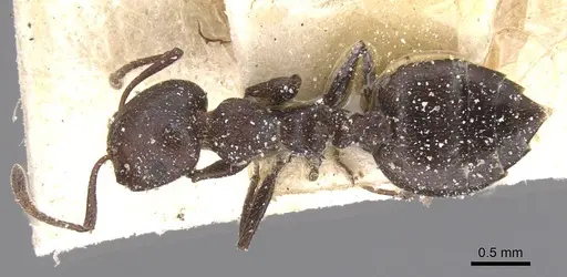 Crematogaster castanea - CASENT0912652