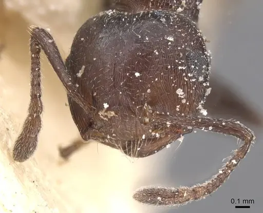 Crematogaster castanea - CASENT0912652