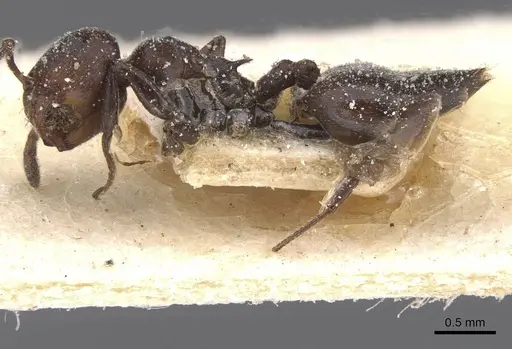 Crematogaster castanea - CASENT0912652
