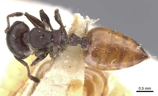 Crematogaster castanea - CASENT0912653