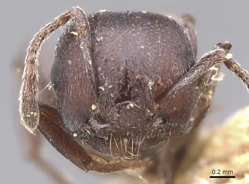 Crematogaster castanea - CASENT0912653