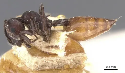 Crematogaster castanea - CASENT0912653