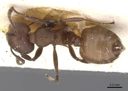 Crematogaster castanea - CASENT0912654