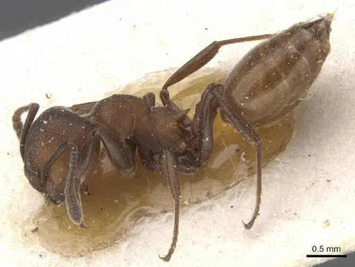 Crematogaster castanea - CASENT0912654