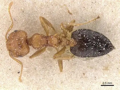 Crematogaster castanea - CASENT0912655