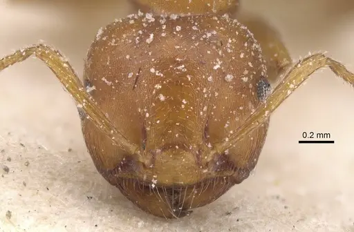 Crematogaster castanea - CASENT0912655