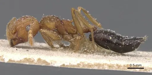 Crematogaster castanea - CASENT0912655