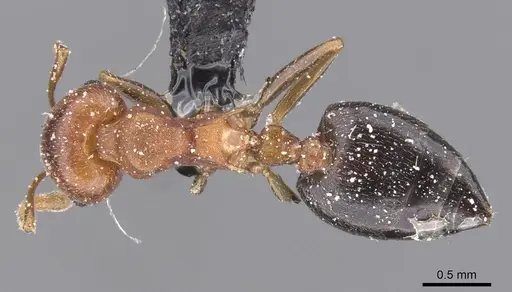 Crematogaster castanea - CASENT0912656