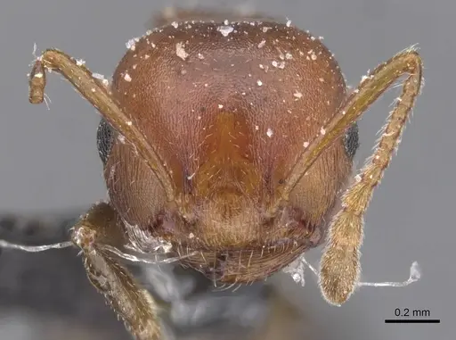 Crematogaster castanea - CASENT0912656