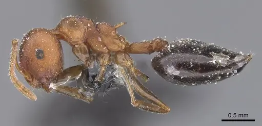 Crematogaster castanea - CASENT0912656