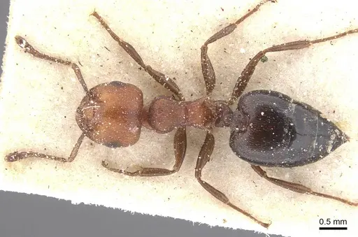 Crematogaster castanea - CASENT0912657