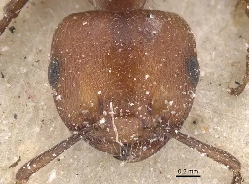 Crematogaster castanea - CASENT0912657