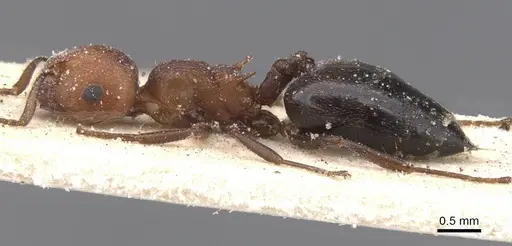 Crematogaster castanea - CASENT0912657