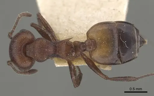 Crematogaster castanea - CASENT0919663