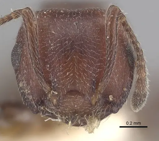 Crematogaster castanea - CASENT0919663