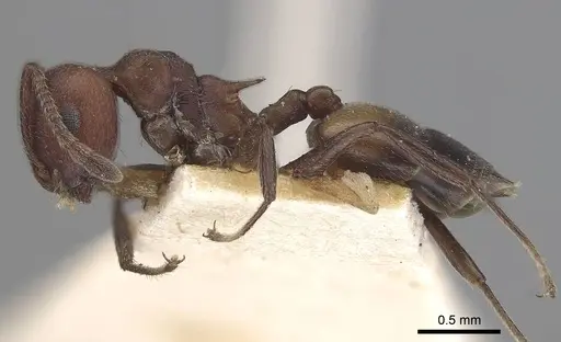 Crematogaster castanea - CASENT0919663