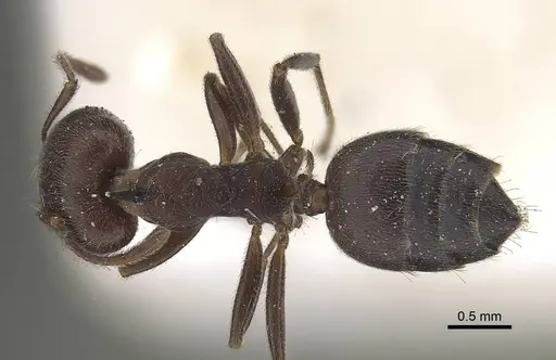 Crematogaster castanea - CASENT0919664