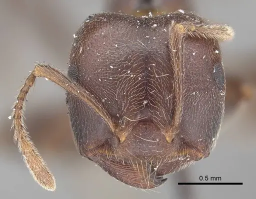 Crematogaster castanea - CASENT0919664