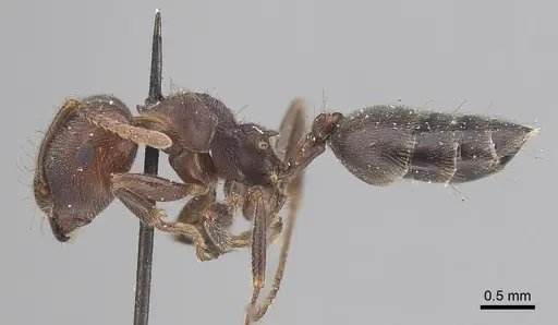 Crematogaster castanea - CASENT0919664