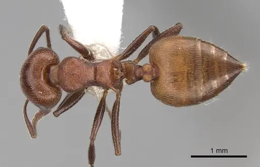 Crematogaster castanea - CASENT0922646