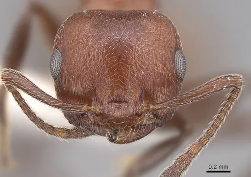 Crematogaster castanea - CASENT0922646