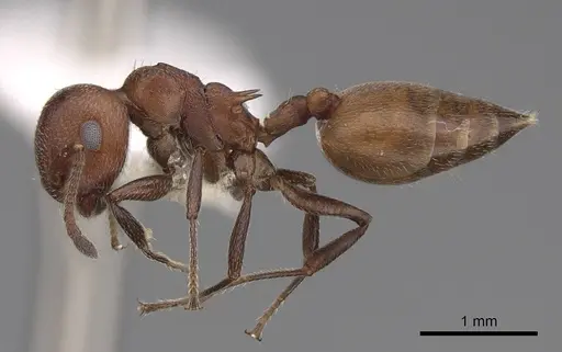 Crematogaster castanea - CASENT0922646