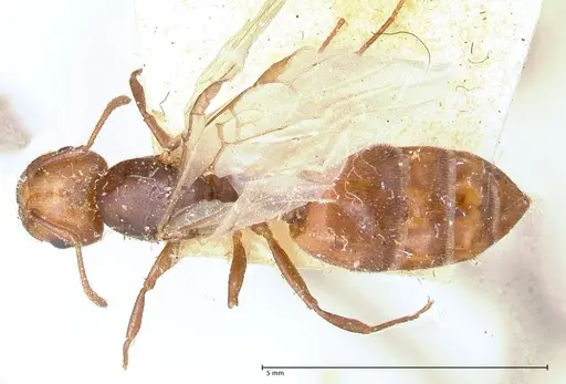 Crematogaster castanea - FOCOL0653