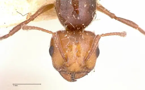 Crematogaster castanea - FOCOL0653