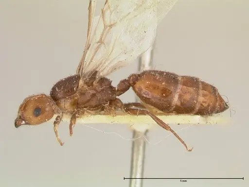 Crematogaster castanea - FOCOL0653
