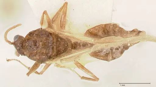 Crematogaster castanea - FOCOL0654